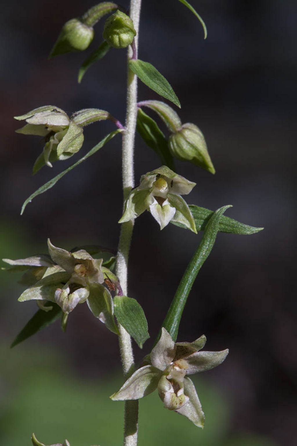 Epipactis helleborine da ID